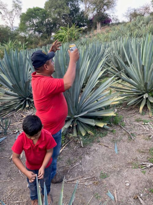 Love for agave. The Sin Gusano experience.